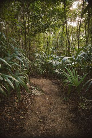 סאן בניטו (San Benito Jungle Trek), תמונה 2 מתוך 2